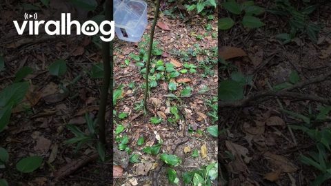 Snake Slithers a Bit Too Close for Comfort || ViralHog