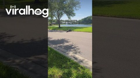 Large Alligator Roams Florida Neighborhood || ViralHog