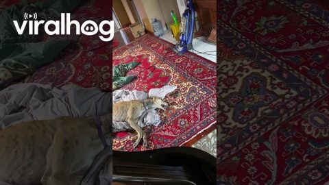 Greyhound Harmonizes With Piano || ViralHog