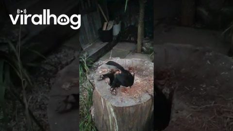 Determined Pup Explores Hollow Tree Stump || ViralHog