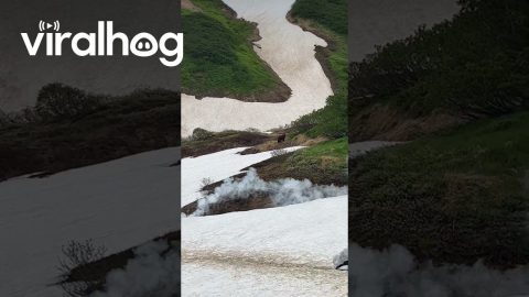 Bear Crashes Group Tour || ViralHog