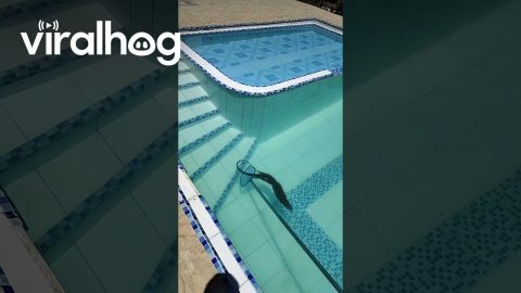 Rescuing an Iguana Out of the Pool || ViralHog