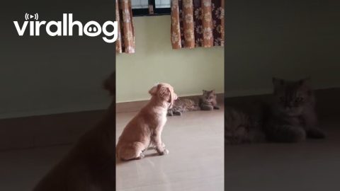 My Cat Just Realized He’s Been Demoted From Only Child to Older Sibling || ViralHog