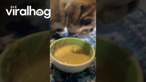 Bulldog Puppy Steps in His Mush || ViralHog