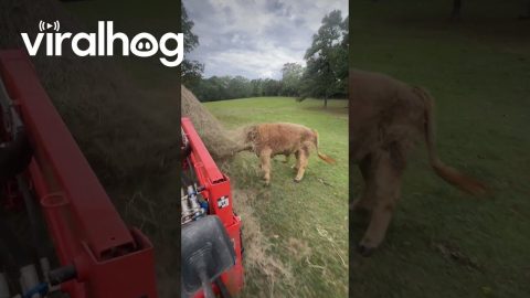 Highland Bull Helps Spread Hay || ViralHog