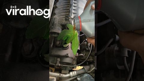 DIY Funnel || ViralHog