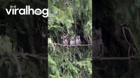 Three Owls Perch On Tree Branch || ViralHog