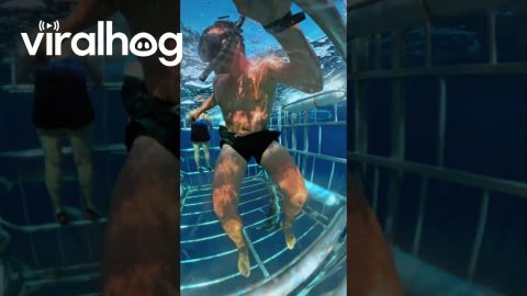 Small Shark Enters Diver Cage || ViralHog