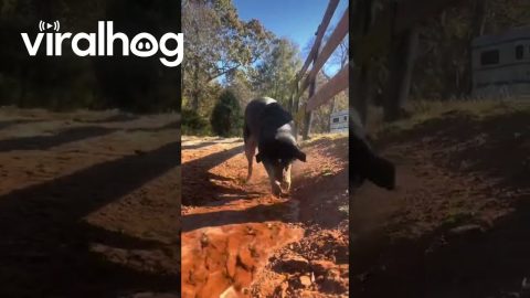 Australian Cattle Dog Is Always Ready to Dig a Trench || ViralHog