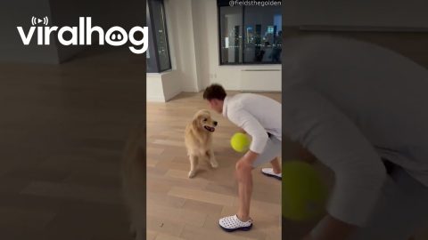 Golden Training to be the Next Air Bud || ViralHog