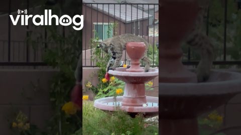 Bobcat Playing With Kids Toys in the Backyard || ViralHog