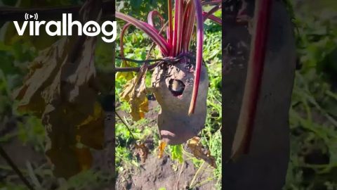 Mouse Lives in a Beetroot || ViralHog