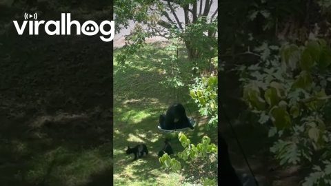Mama Takes the Swing || ViralHog