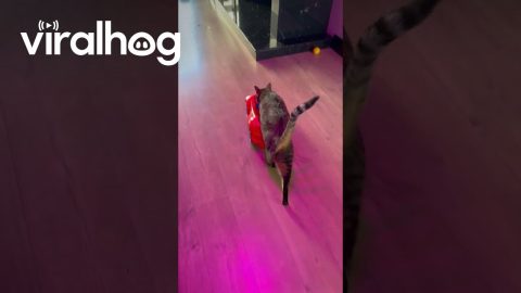 Cat Drives Toy Car || ViralHog