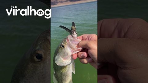 Hummingbird on my Bass || ViralHog