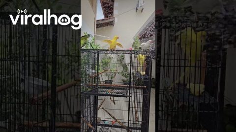 Parakeets Delight In Hose Bath || ViralHog