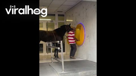 Man Brings His Horse to the ATM || ViralHog