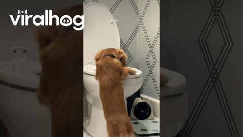 Wiener Dog Jumps in Toilet || ViralHog