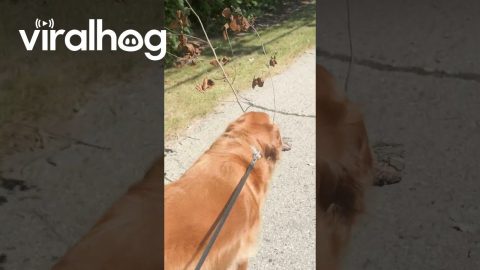 Dog Turns Log Into Squirrel Camouflage || ViralHog