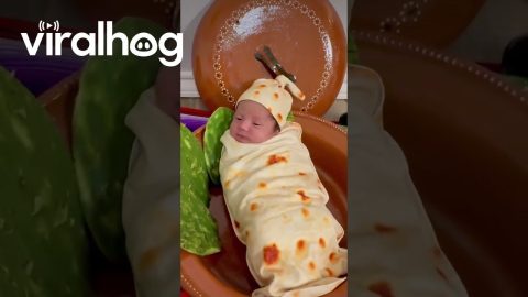 Taco-Bout Adorable || ViralHog