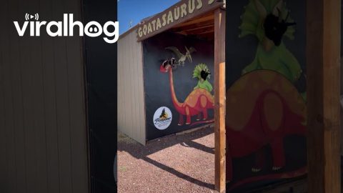 Feed the Goatasaurus || ViralHog