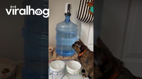 Water Loving Cat || ViralHog