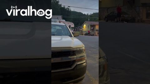 Black Bear Family Greets Gatlinburg Tourists || ViralHog