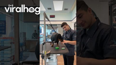 Pampering the Pup's Paws || ViralHog