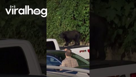 Bear Finds Fishing Bait in Pickup || ViralHog