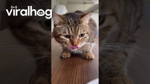 Cat Takes Pawfuls Of Strawberries || ViralHog