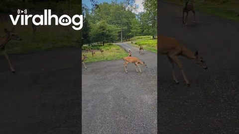 Calling My Girls Over to Eat || ViralHog
