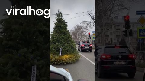 Christmas Tree Transportation || ViralHog