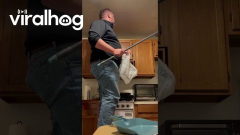Failed Attempt At Catching Bat In Plastic Bag || ViralHog