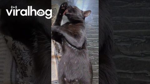 Cat Doing His Skincare on the Kitchen Table || ViralHog