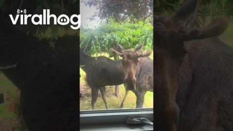 Young Moose Help Trim Tree || ViralHog
