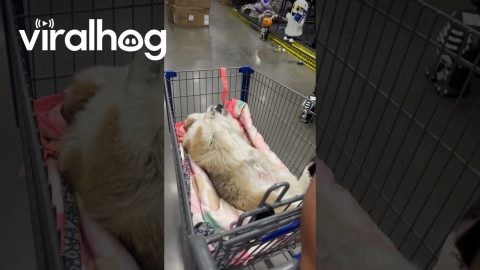 Emergency Corgi Transport System || ViralHog