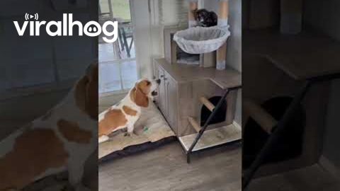 Kitten and Puppy Slingshot Teamwork || ViralHog