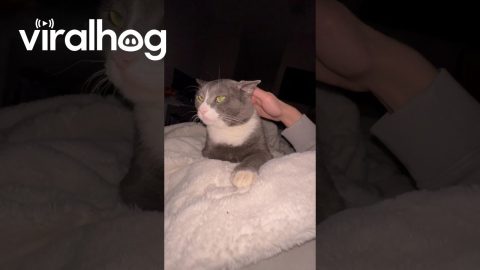 Cat Has a Petting Limit of Three || ViralHog