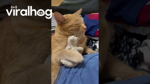 Orange Cat Packs Herself For Vacation || ViralHog
