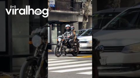 Dog Rides Backseat on Motorcycle || ViralHog