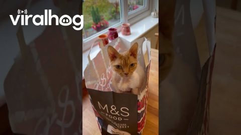 Devon Rex Cat in Carrier Bag || ViralHog
