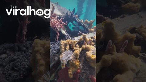 Sunken Air Panama Airplane || ViralHog