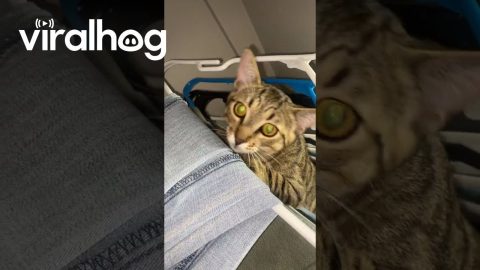 Silly Cat Climbs Through Closet Hangers || ViralHog