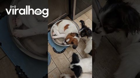 Dog Takes Water Bowl Bath || ViralHog