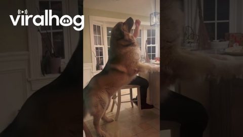 Giant Dog Gets a Treat || ViralHog