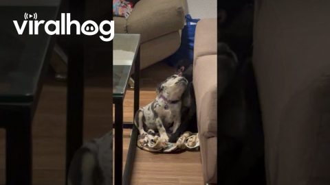 Pet Monkey Lovingly Grooms Puppy || ViralHog