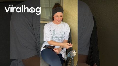 Fledgling Blue Jay Befriends Woman || ViralHog