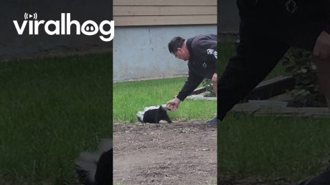Saving a Skunk Stuck in a Jar || ViralHog