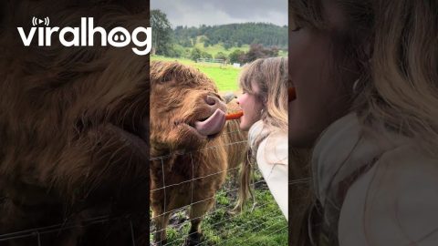 Girl Feeding the Highland Cow From the Mouth || ViralHog