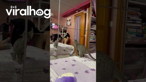 Kitten Tries to Pounce on Its Own Reflection || ViralHog